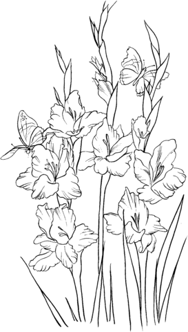 Gladiolus 2 Coloring Page